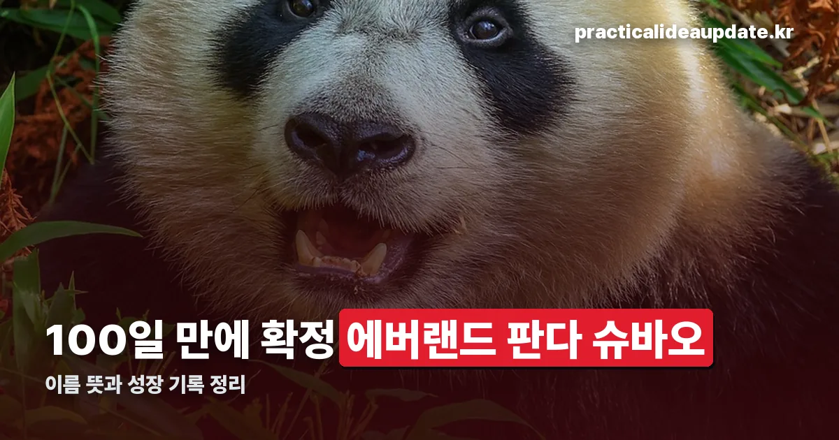 에버랜드 판다 슈바오 정리 썸네일