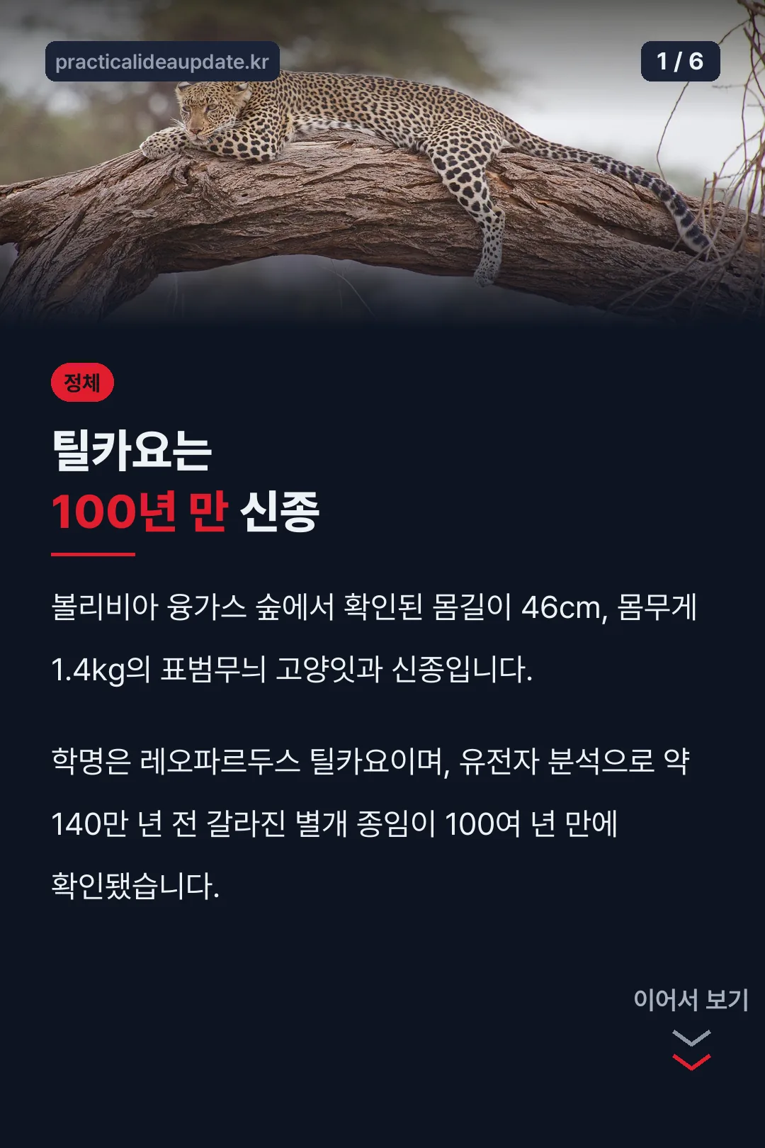 틸카요는 100년 만 신종