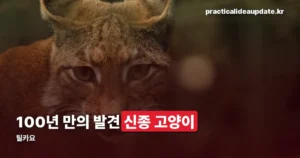 틸카요 — 100년 만에 확인된 볼리비아 신종 고양이