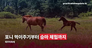 제주마축제 2026 — 10월 24~25일, 렛츠런파크 승마 체험 프로그램 정리